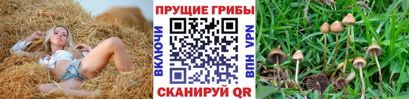 кракен   Дальнереченск  Галлюциногенные грибы Psilocybe 
